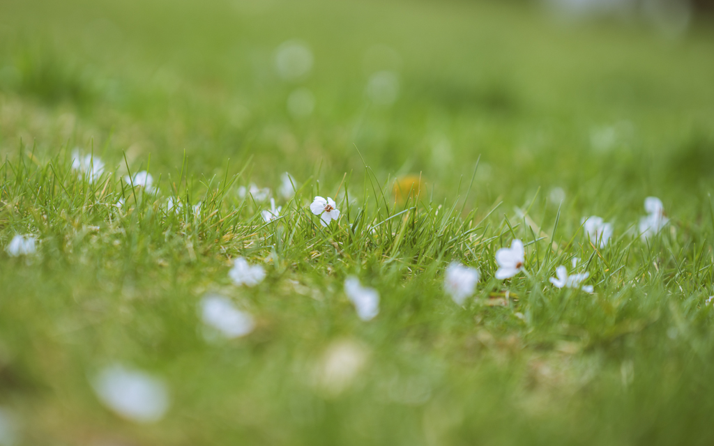 宿舍 去领略春日花开的美 愿你在河北地大的校园里 感受春天的味道 将